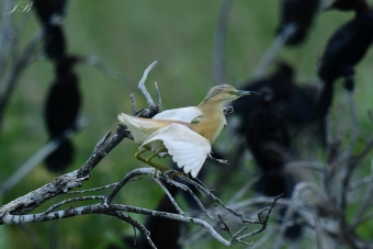 Czapla- Modronosa