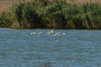 Czapla- Modronosa