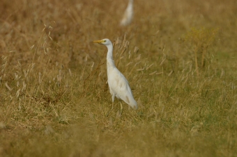 Czapla-Złotawa