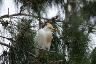 Czapla-Złotawa