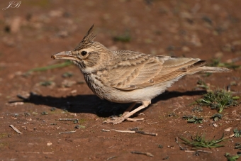 Dzierlatka Długodzioba