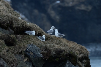 Fulmar