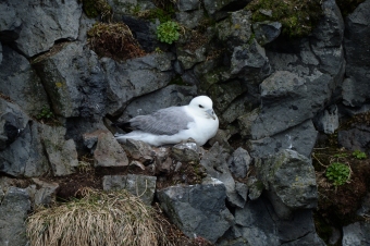 Fulmar