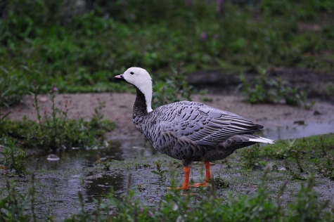 Gęś Cesarska 