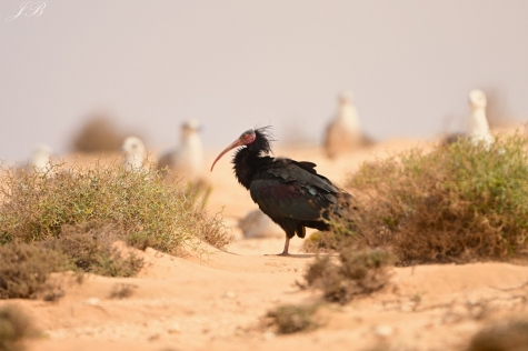 Ibis Grzywiasty