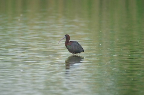 Ibis