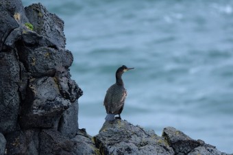 Kormoran-Czubaty