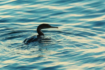 Kormoran-Czubaty