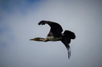 Kormoran