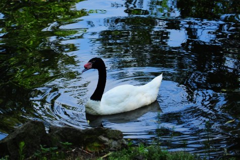 Łabędź Czarnogłowy 