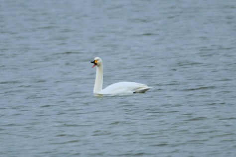 Łabędź Mały 