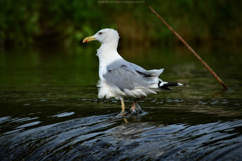 Mewa Białogłowa 