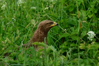 Orlik-Krzykliwy