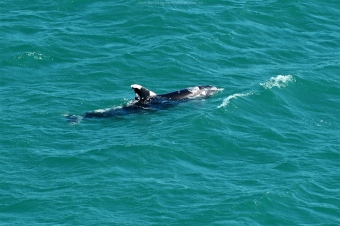 Delfin-Plamisty