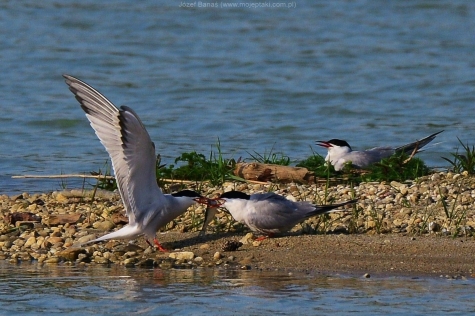 Rybitwa Rzeczna 
