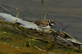 Sieweczka-Rzeczna