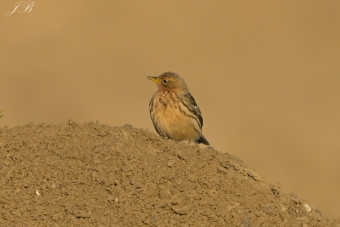 Świergotek Rdzawogardły