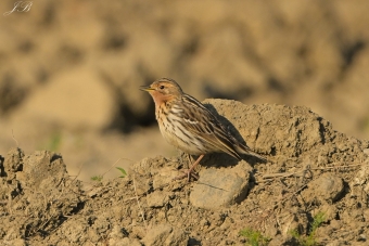 Świergotek Rdzawogardły