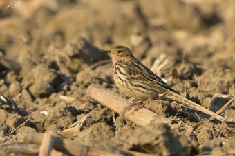 Świergotek Rdzawogardły