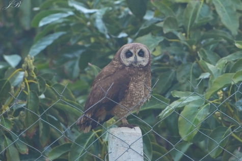 Uszatka Mauretańska 