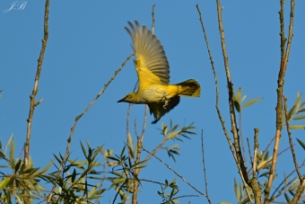 Wilga
