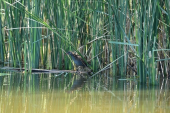 Wodnik