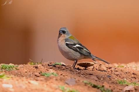 Zięba Zielonogrzbieta 